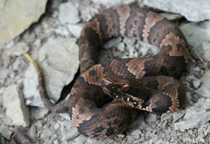 Cottonmouth